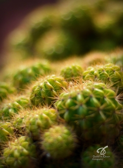 11074611_642491419227624_1607135852825448548_o